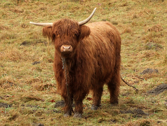 Photo des Monats Dezember 2009