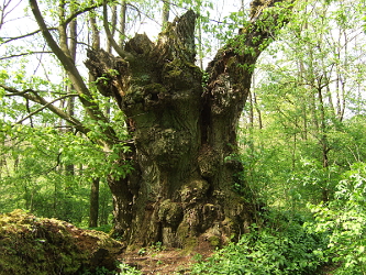 Photo des Monats April 2014