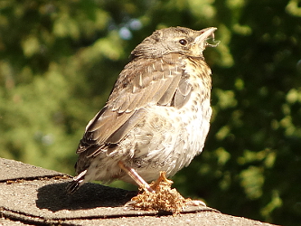 Photo des Monats Juli 2014