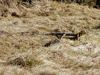 Photo des Monats Mrz 2025